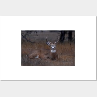 Mellow Buck - White-tailed Deer Posters and Art